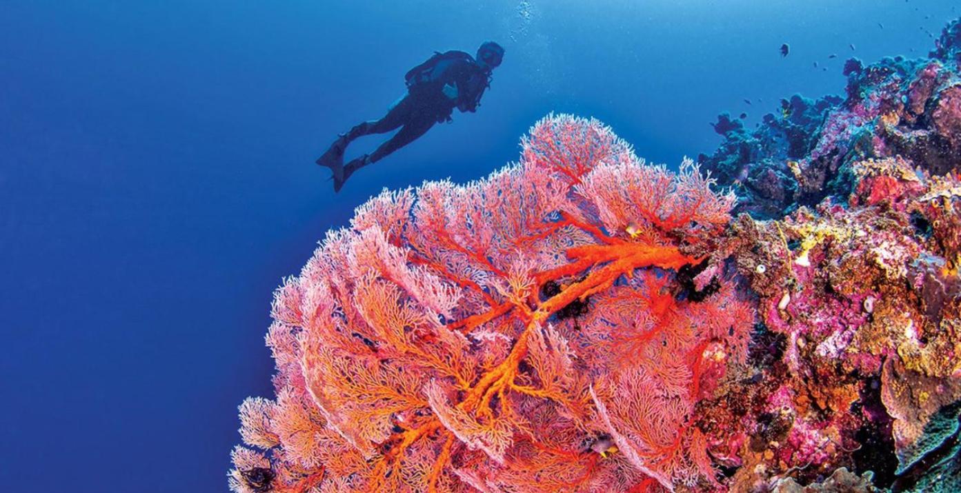 Pristine Paradise Dive Resort - Togean Islands, Una Una Pulau Unauna Exteriör bild