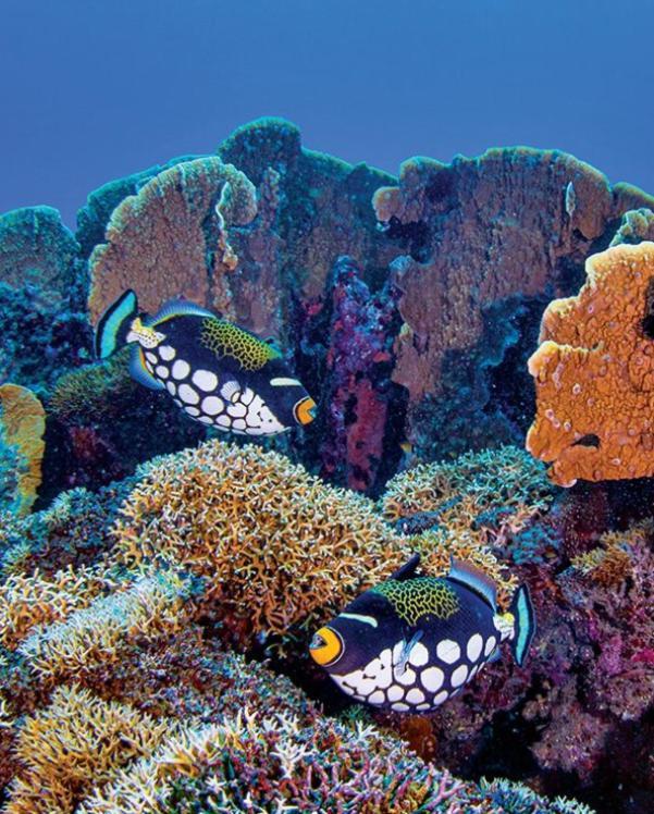 Pristine Paradise Dive Resort - Togean Islands, Una Una Pulau Unauna Exteriör bild
